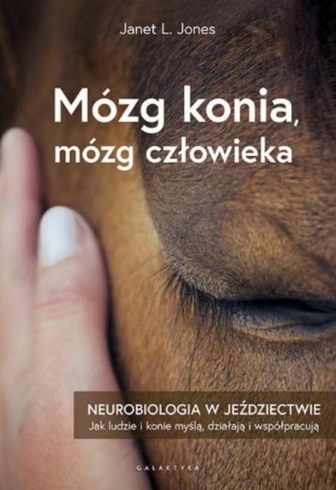 Mózg konia, mózg człowieka