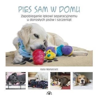 Pies sam w domu. Zapobieganie lękowi...