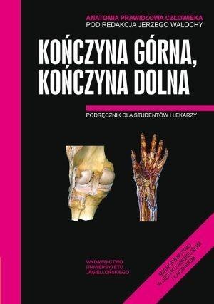 Anatomia prawidłowa człowieka. Koń.górna,koń. dol.