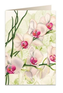 Karnet B6 + koperta 5723 Biała orchidea