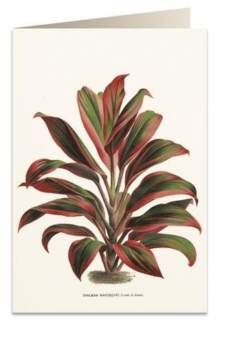 Karnet B6 + koperta 6064 Dracena czerwono-zielona