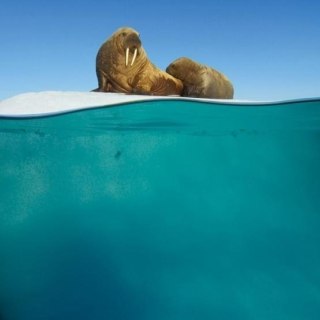 Karnet kwadrat z kopertą Walrus Mother and Calf