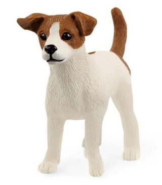 Jack Russell Terrier