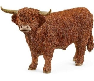 Highland Bull