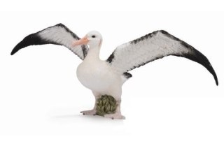 Albatros wędrowny