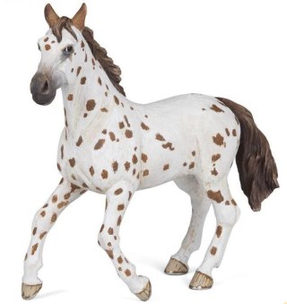 Klacz Appaloosa