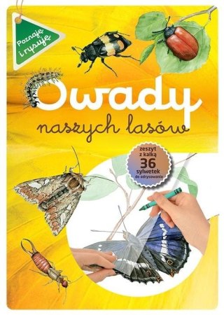 Owady naszych lasów