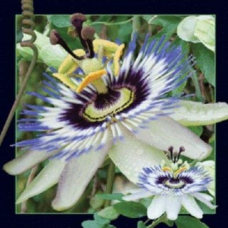 Magnes 3D Passiflora