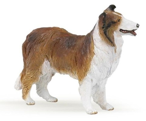 Owczarek Collie