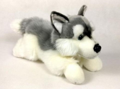 Pies Husky 30cm