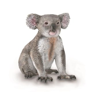 Miś koala