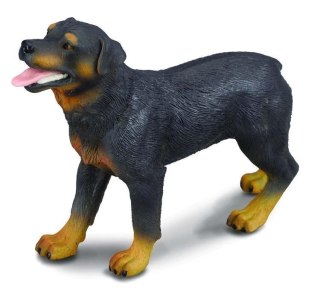 Pies rottweiler