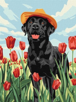 Malowanie po numerach - Uroczy labrador 30x40cm