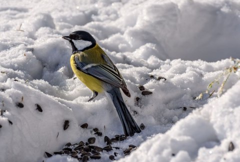 Karmnik Dla Ptaków z Karmą Mix Ziaren