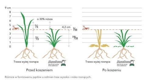 Trawa Wolno Rosnąca Barenbrug Robot & Mulch Mow Saver 1 kg