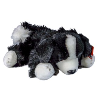 Pies Border Collie 30cm