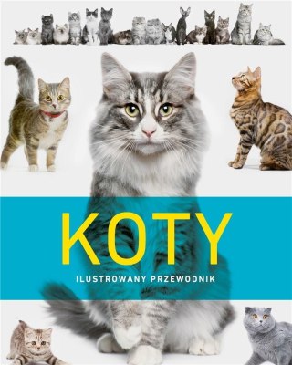 Koty. Ilustrowany przewodnik