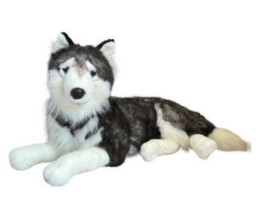 Husky leżący 60cm