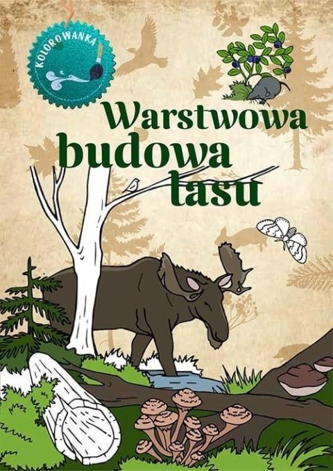 Kolorowanka. Warstwowa budowa lasu